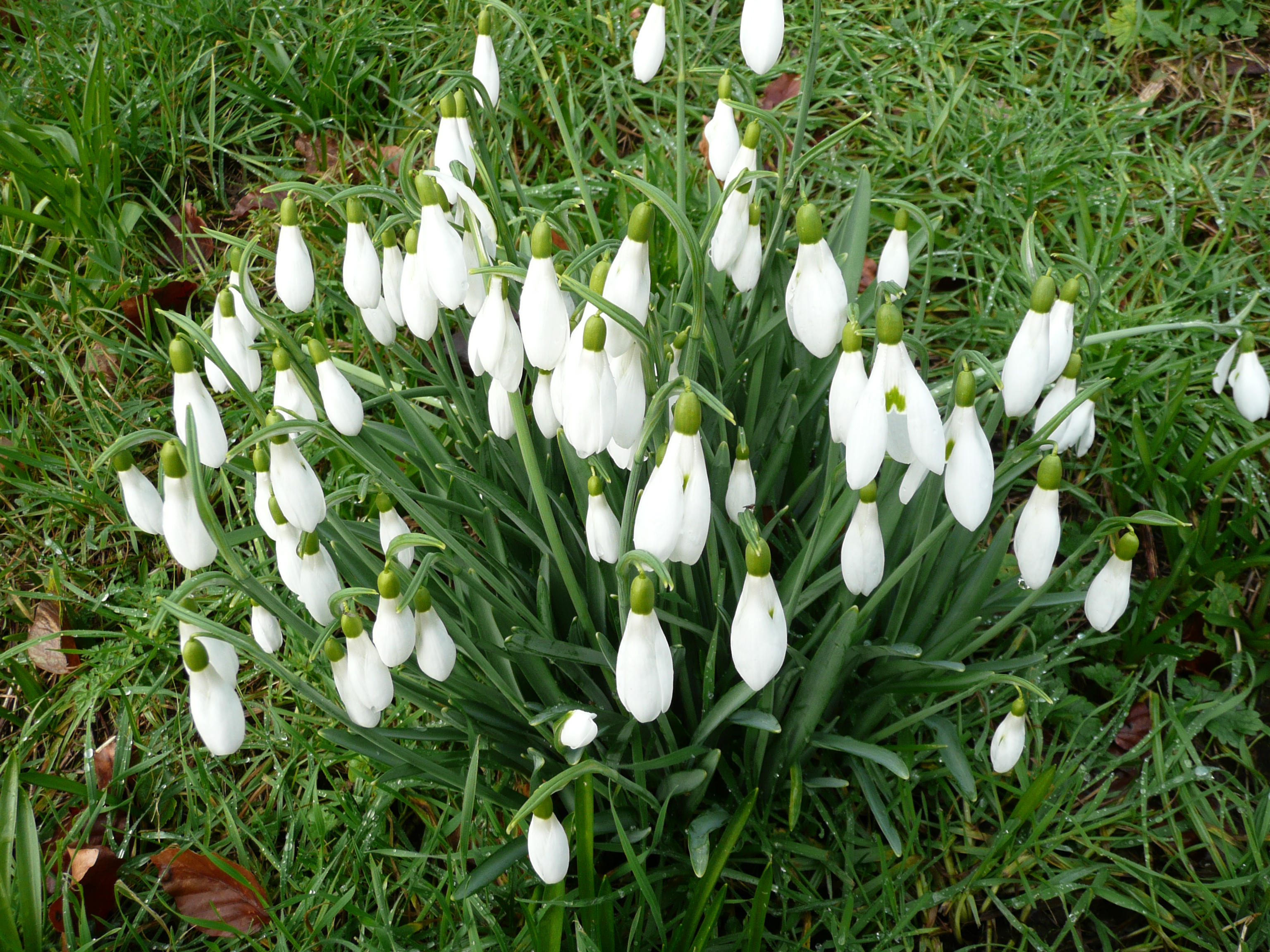 Spring In Exeter Following the Trails of the City – Cherry's Cache